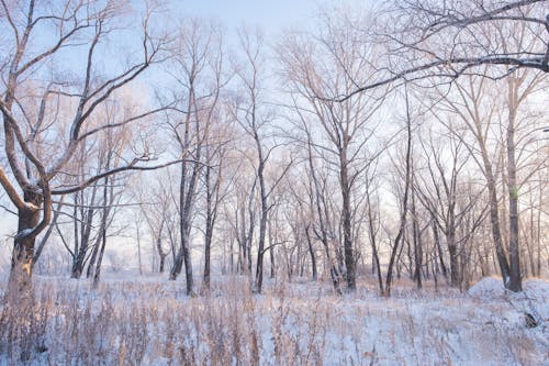 Fotos de stock gratuitas de arboles, cubierto de nieve, frío