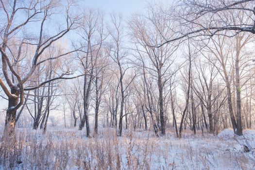 A peaceful winter scene of a snow-covered forest with bare trees under a clear sky.