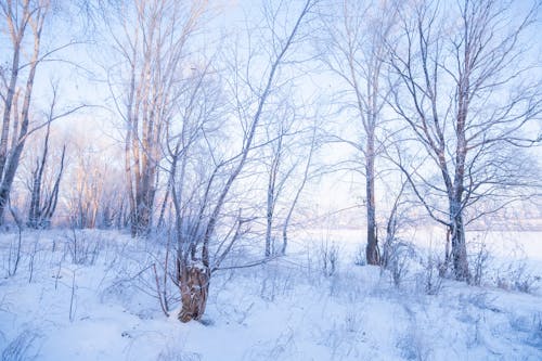 Bare Trees in Snow Covered Ground