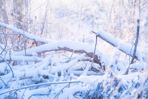 Fotos de stock gratuitas de blanco, bosque, invierno
