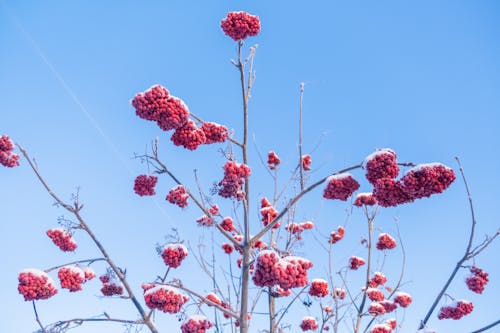 Fotos de stock gratuitas de árbol, bayas rojas, belleza en la naturaleza