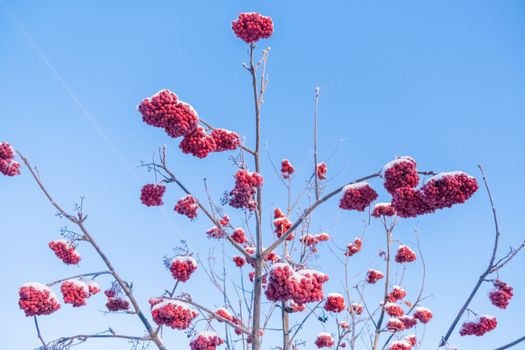 Close-up of Red Berries Covered by Snow 