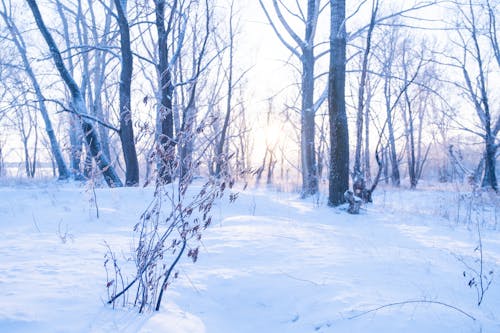 Kostnadsfri bild av snö, snötäckt, träd