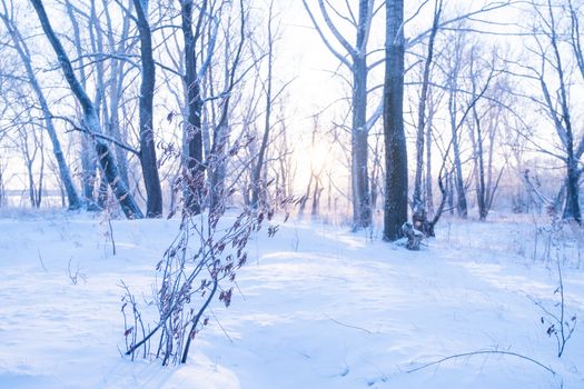A tranquil winter forest scene with snow-covered trees and soft sunrise light.