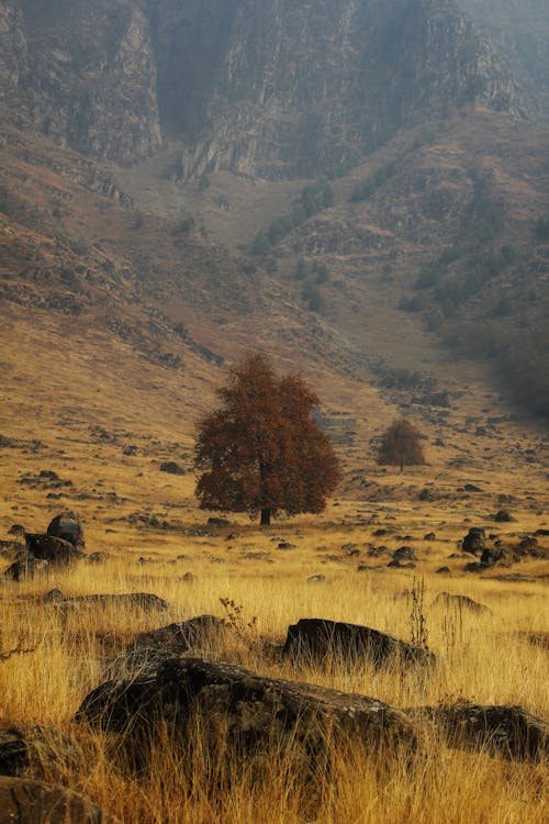 Foto d'estoc gratuïta de arbre, muntanyes, natura