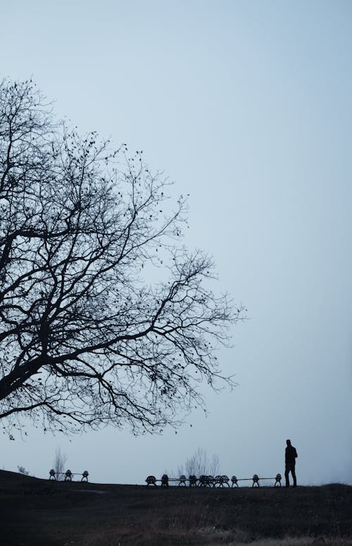 Darmowe zdjęcie z galerii z drzewo, horyzont, mężczyzna