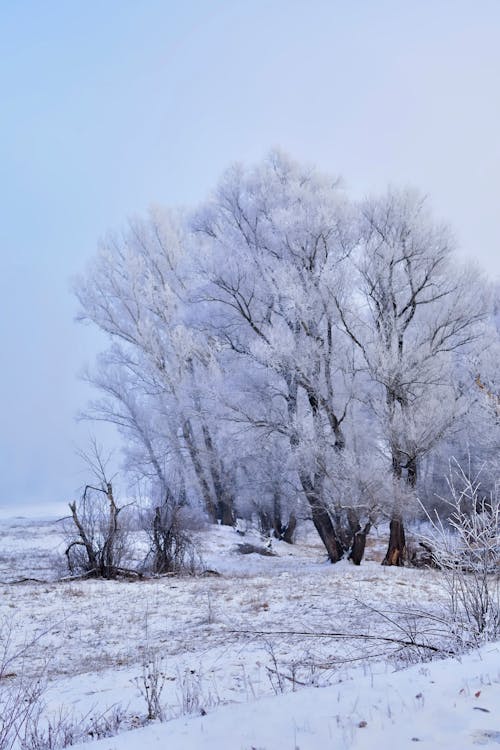 ağaçlar, buz tutmuş, dikey atış içeren Ücretsiz stok fotoğraf
