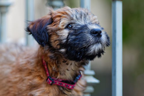 Portrait of a Small Hairy Dog with a Pink Collar