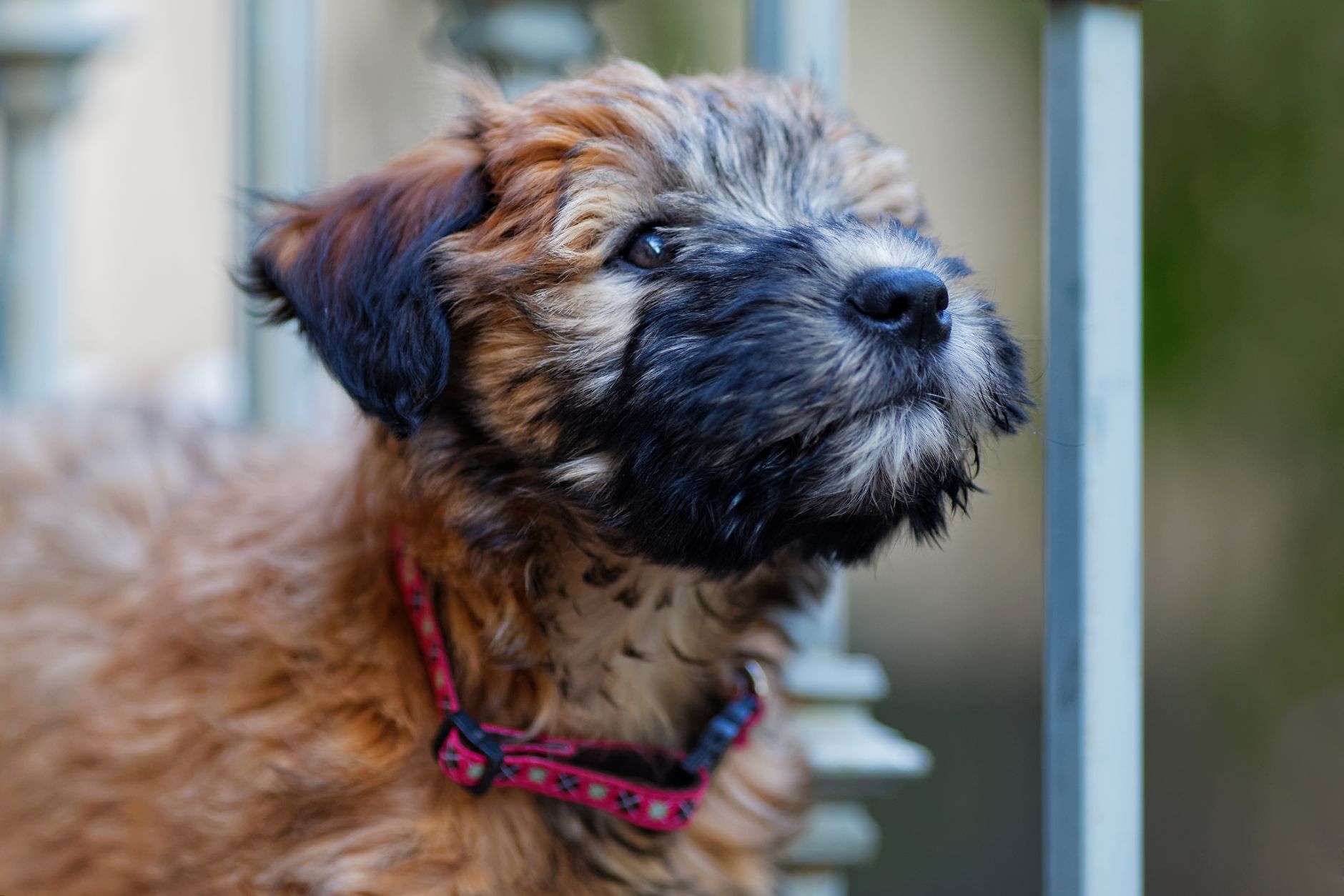 Portrait of a dog at a veterinary clinic