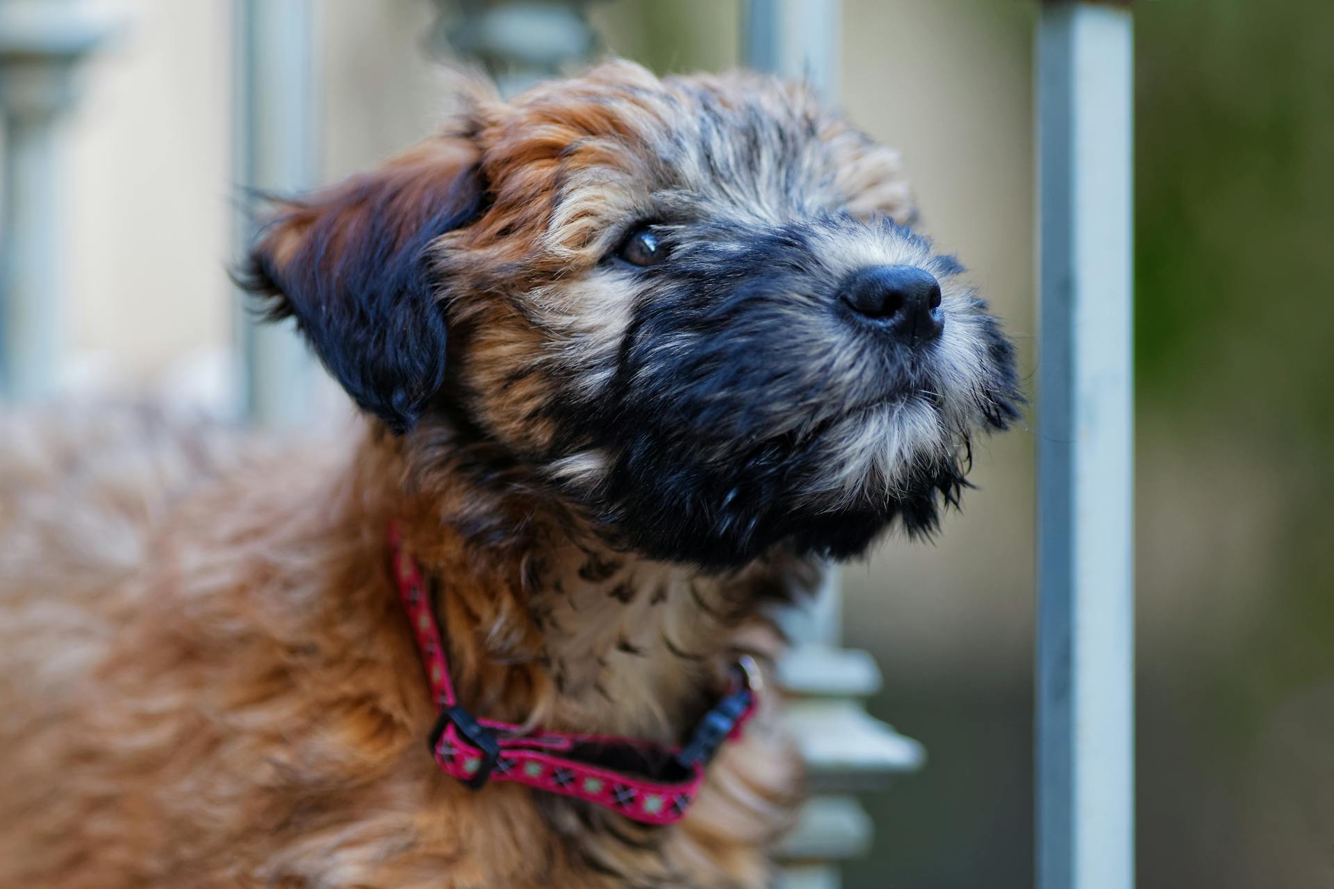 Porträtt av en liten hårig hund med rosa krage