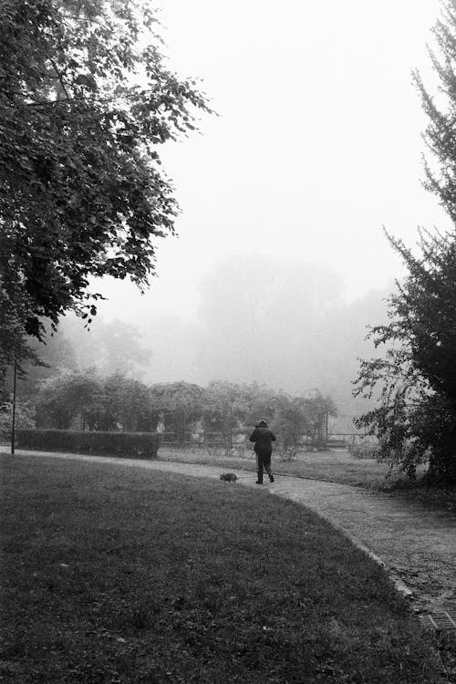 Person Walking Dog in Park at Dawn