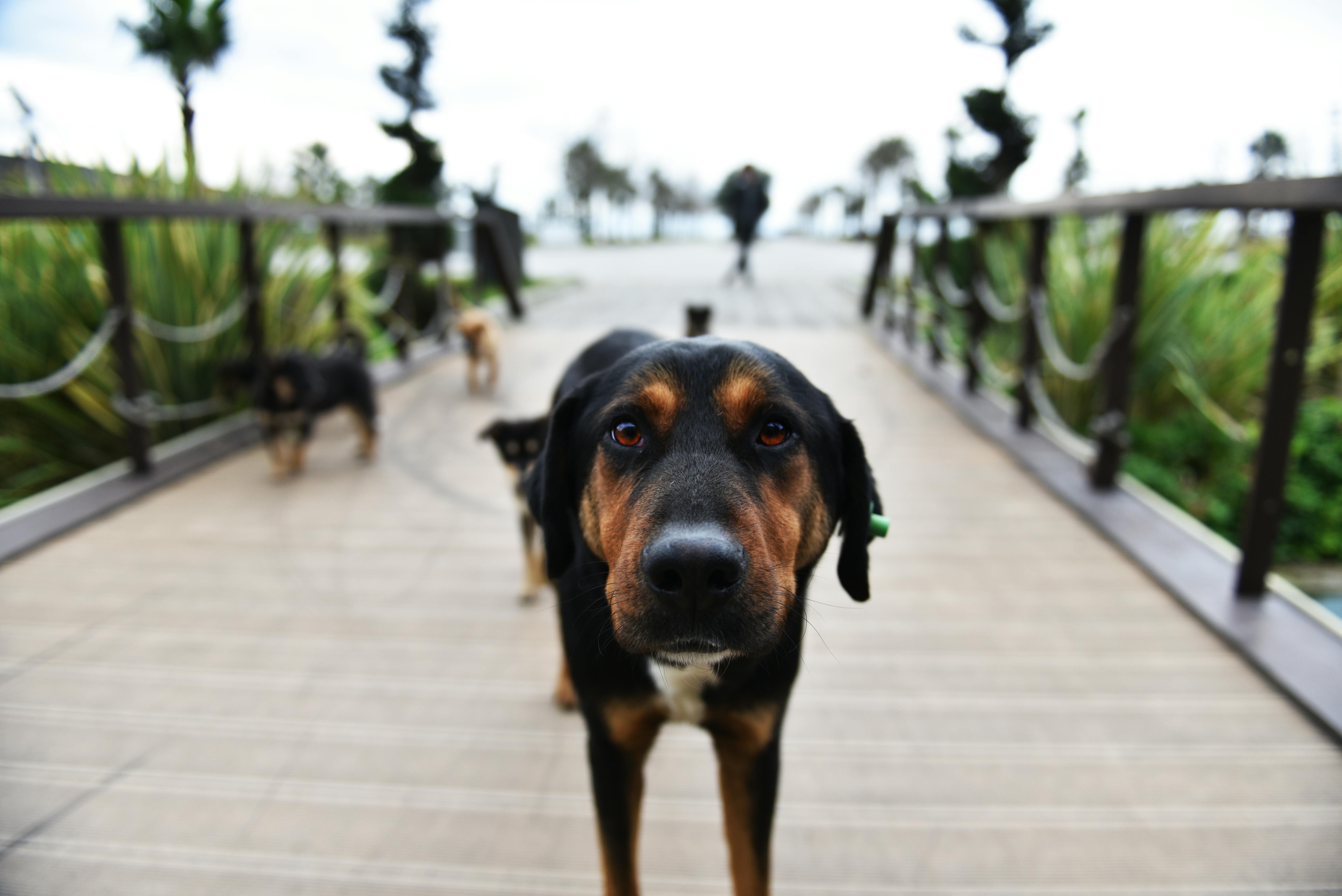 symmetrical view of a dog standing on a footbridge