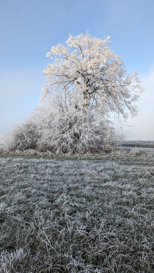 Frosty Grass and Trees on a Field 