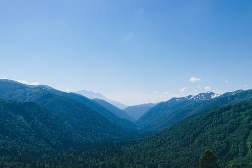 Fotos de stock gratuitas de al aire libre, alto, arboles