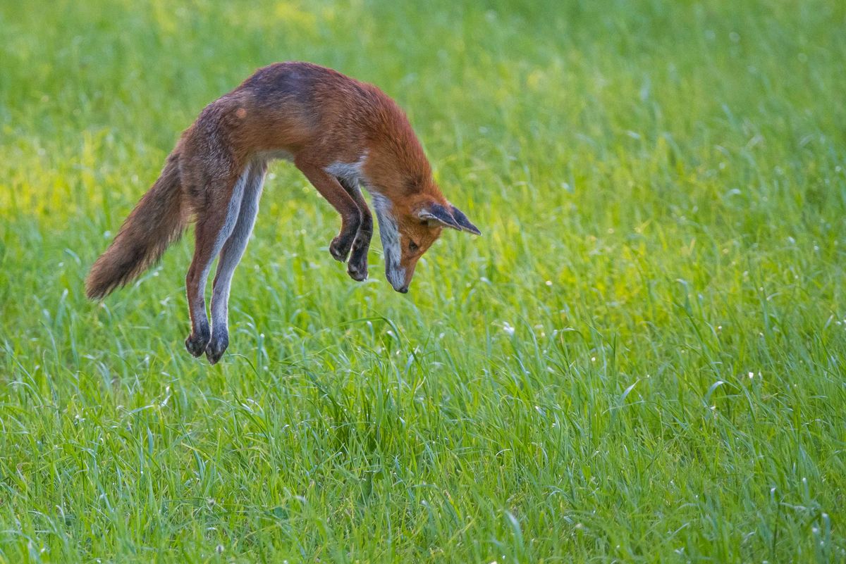 Rotfuchs springt beim Mäusefang mit angezogenen Vorderpfoten über eine grüne Wiese