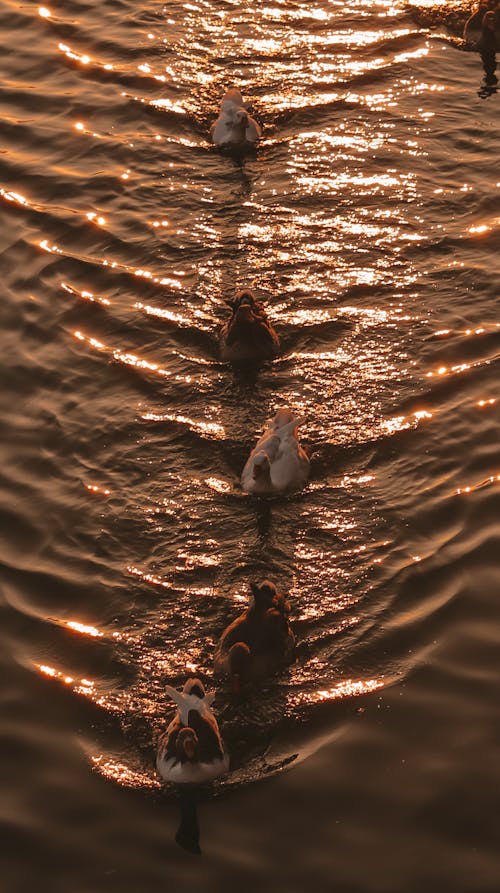 A Row of Ducks Floating on the Lake During Golden hour 