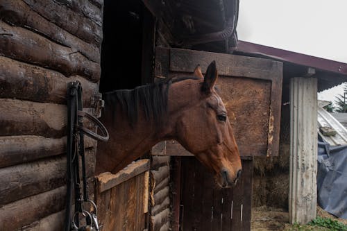 Základová fotografie zdarma na téma dřevěný, fotografování zvířat, kůň
