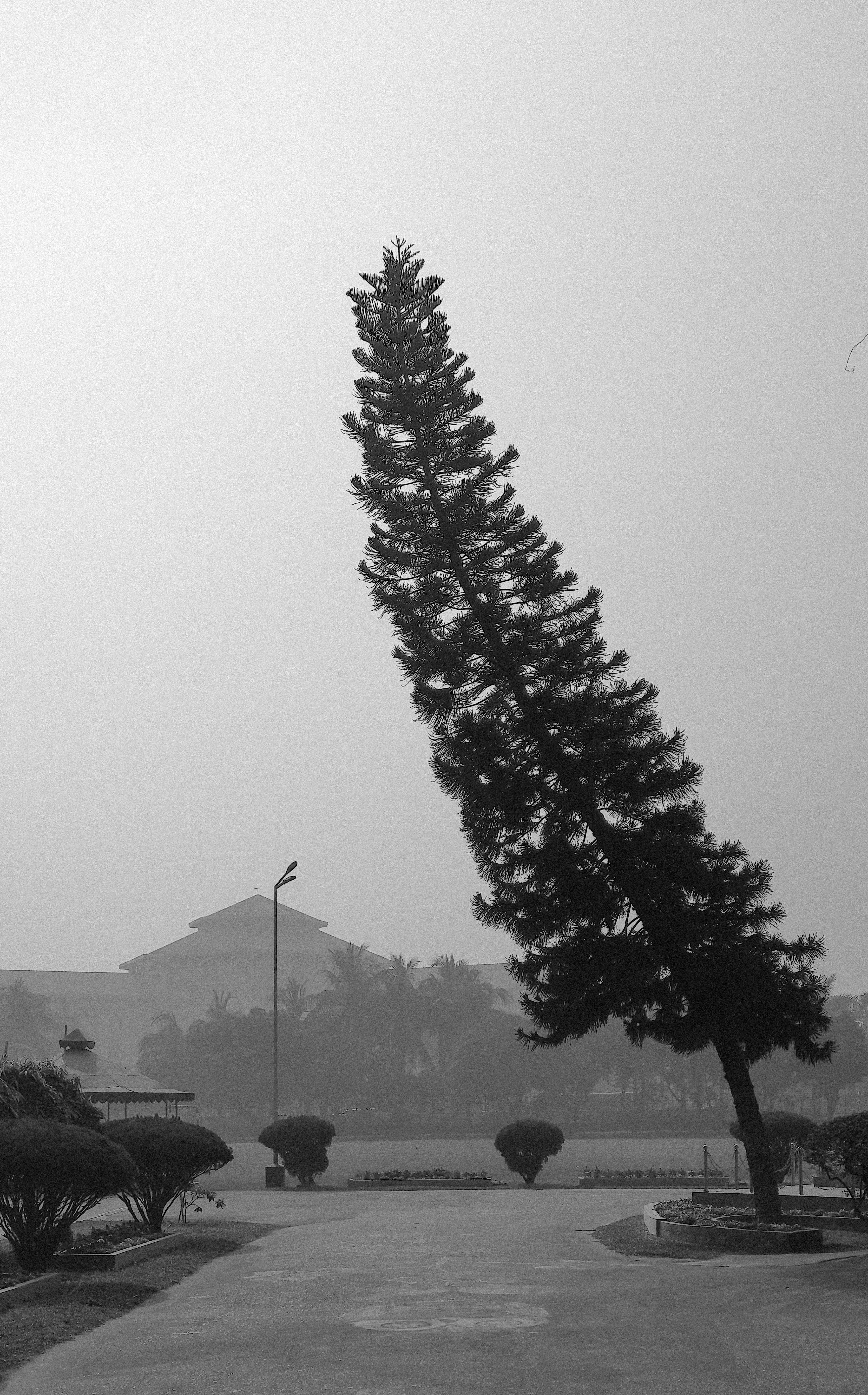 A striking monochrome image of a leaning tree in a foggy landscape, evoking an eerie and serene atmosphere.
