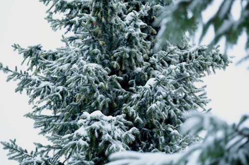 Free Close-up of a snow-laden evergreen tree during winter. Stock Photo