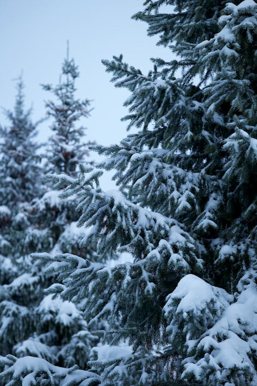 Photograph of Snow Covered Trees