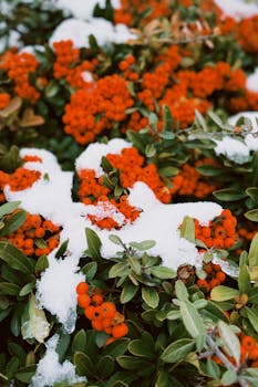 Close-up of red firethorn berries partially covered in snow during winter.