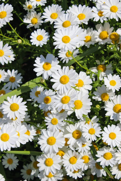 Close-up of White Daisies on a Meadow 
