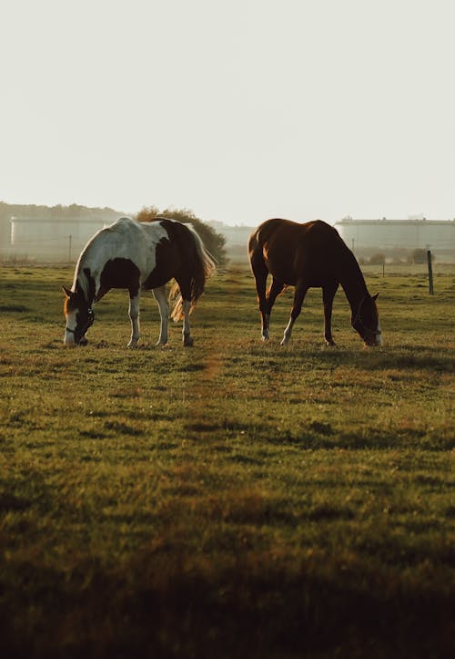 Two Horses on Green Grass Field