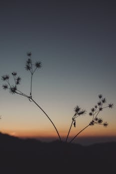 Silhouette of delicate plant stems against a beautiful sunset sky, creating a serene and romantic atmosphere.