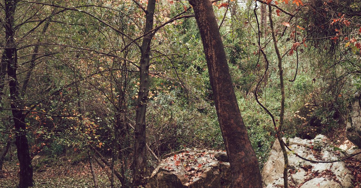 Tree Growing between Rocks by Stream · Free Stock Photo