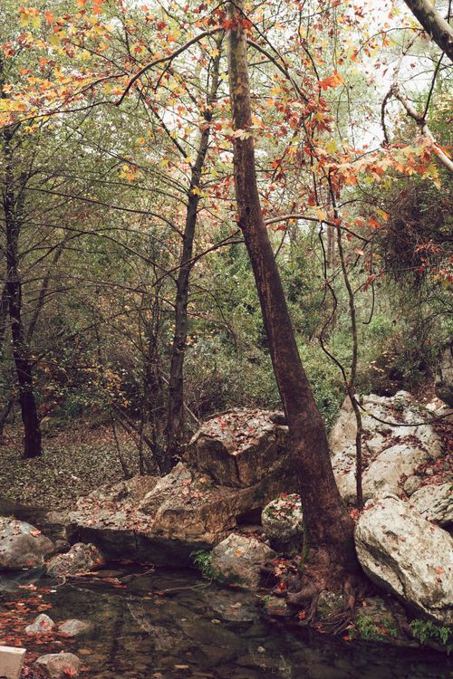 Free Tranquil forest landscape featuring autumn foliage, a gentle stream, and large rocks. Stock Photo