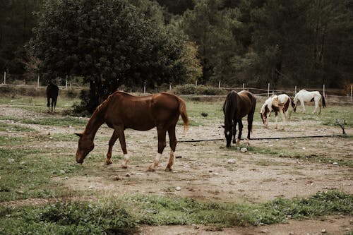 Horses Grazing in Countryside