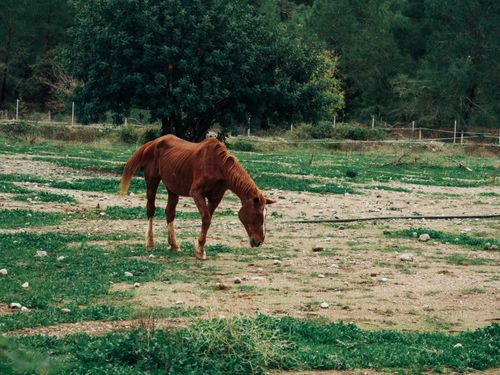 Mule Poop A mule pooping · Free Stock Photo