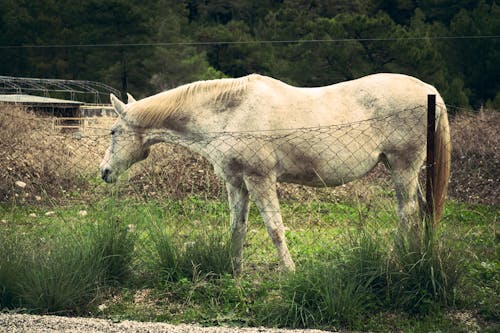 Horse Grazing near Net in Countryside