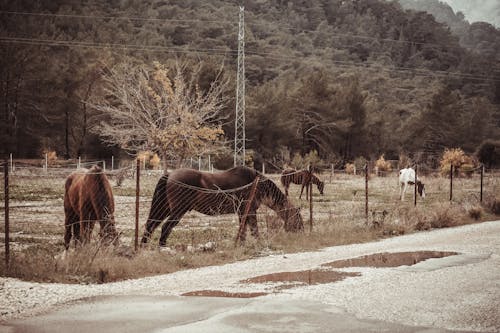 Gratis lagerfoto af dyrefotografering, equus, fægte Lagerfoto
