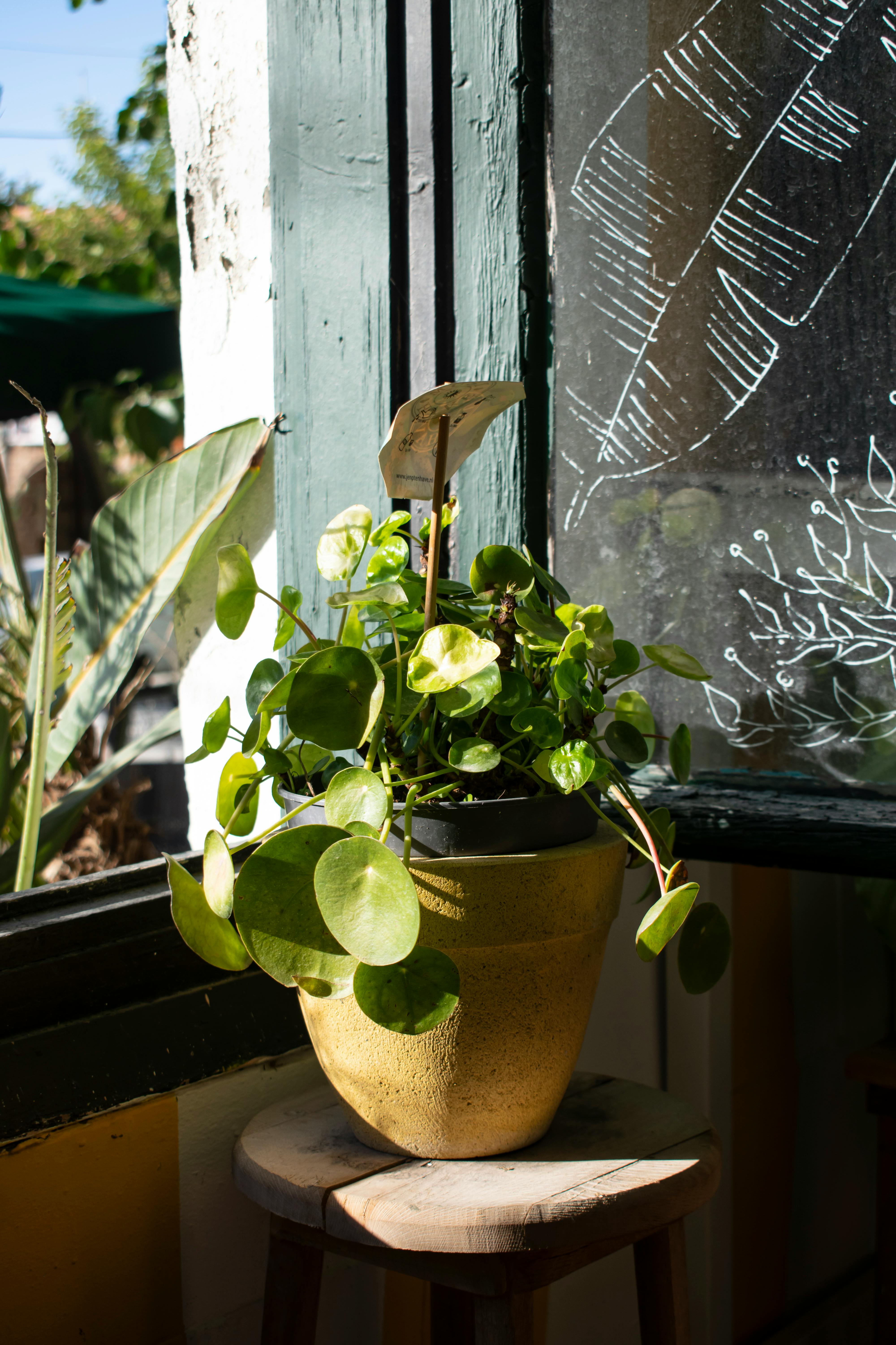 Bright green Pilea Peperomioides plant illuminated by sunlight in a cozy indoor setting.
