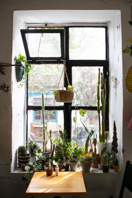 A cozy indoor windowsill brimming with lush potted plants for a refreshing home vibe.
