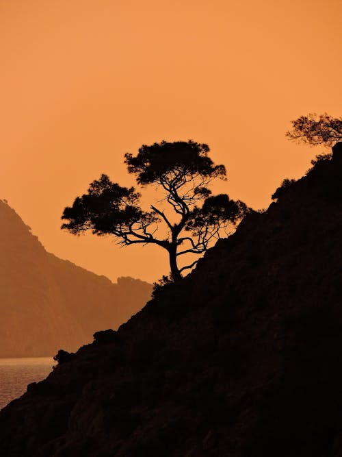 Silhouettes of Trees on Hill on Sunset