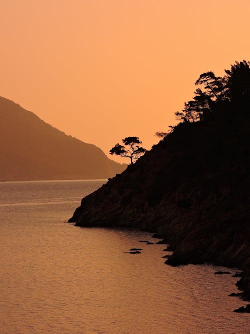 Trees on Hill on Coast at Sunset