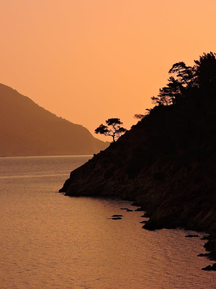 Trees On Hill On Coast At Sunset