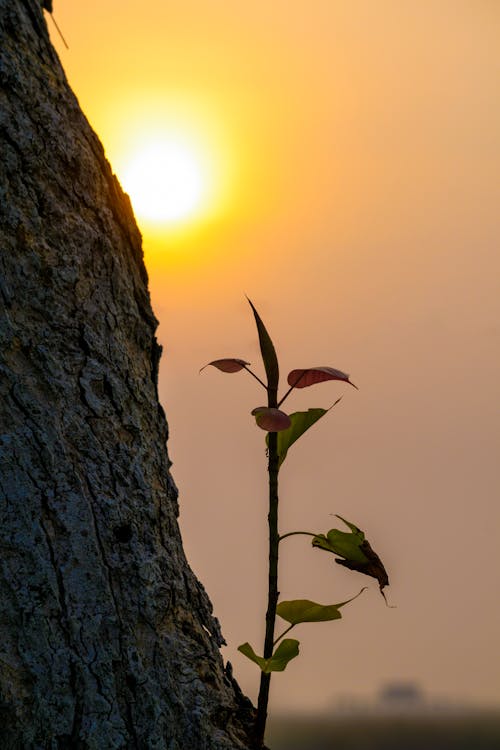 Základová fotografie zdarma na téma brzy východ slunce, jasné slunce, podzimní strom