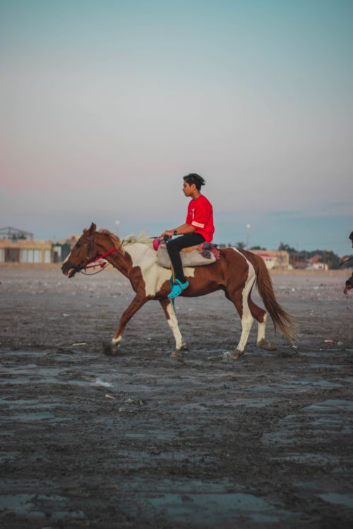 Free A person in a red shirt rides a horse on a beach during sunset, showcasing equestrian skills. Stock Photo