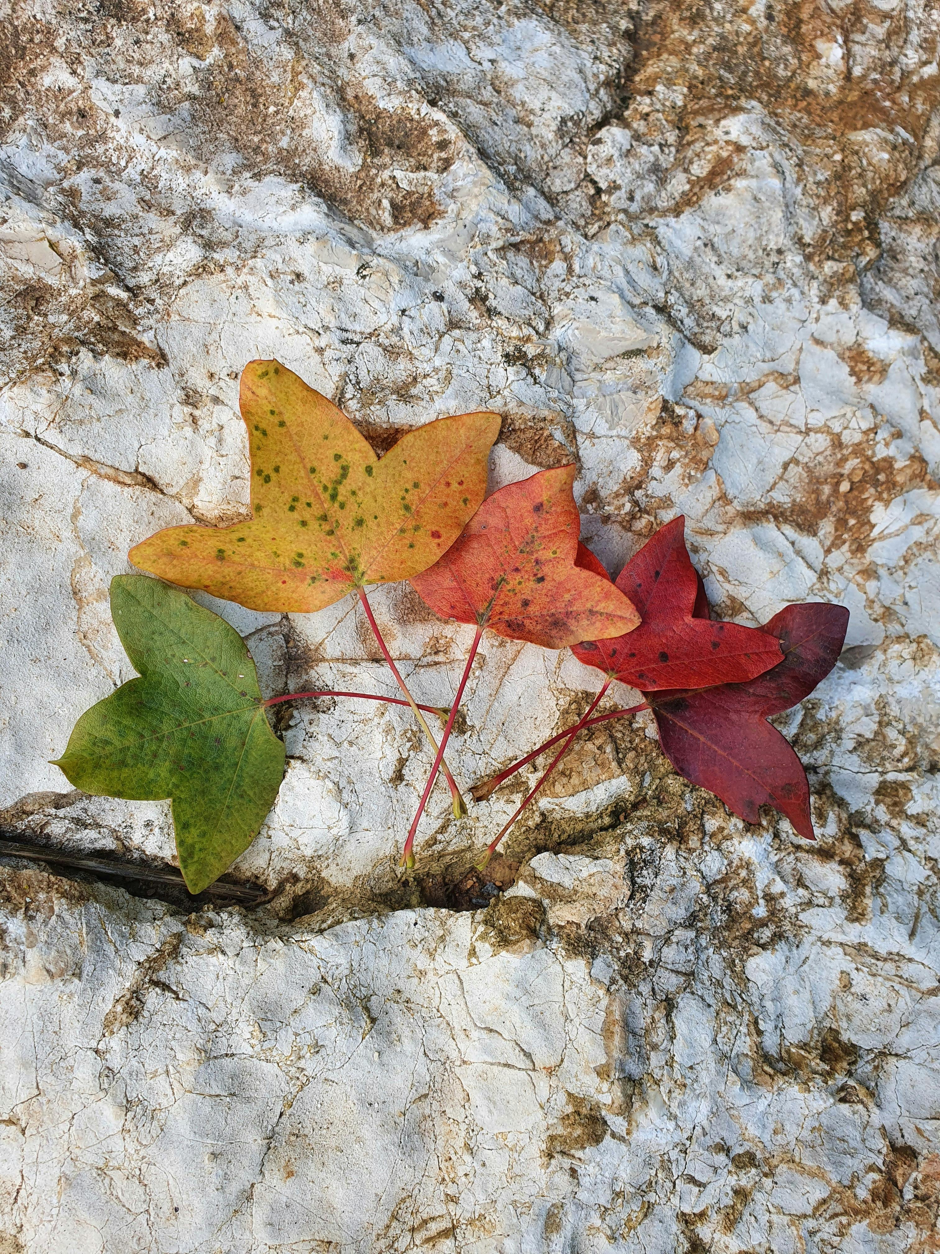 What happens if uric acid is very high?