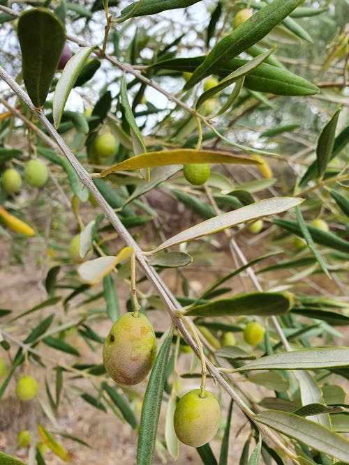 Green Olive Plants 