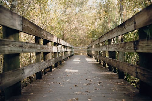 Brown Wooden Bridge In Lush Forest