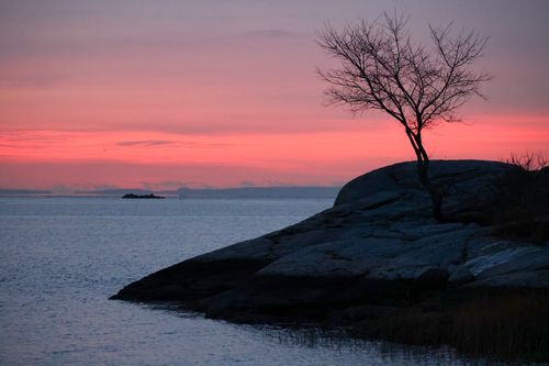 Free Tranquil sunset over the ocean with a silhouette of a bare tree on rocky coastline. Stock Photo