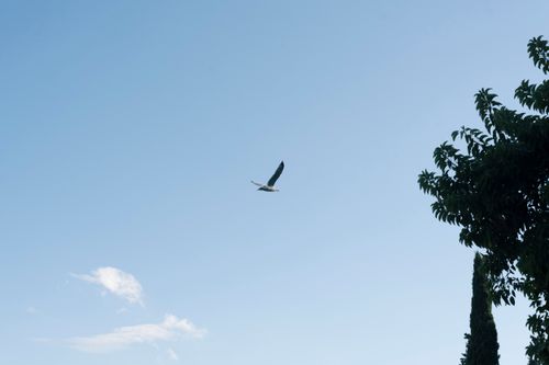 Free A lone seagull soars high against a bright blue sky with wispy clouds and distant trees in view. Stock Photo