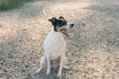 Free Adorable Jack Russell Terrier sitting on a sunny gravel path, enjoying the day outdoors. Stock Photo