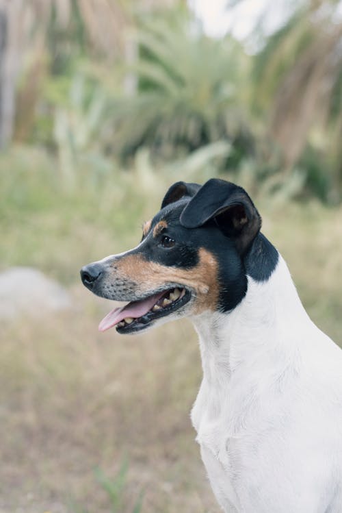 Foto d'estoc gratuïta de animal, caní, fotografia d'animals