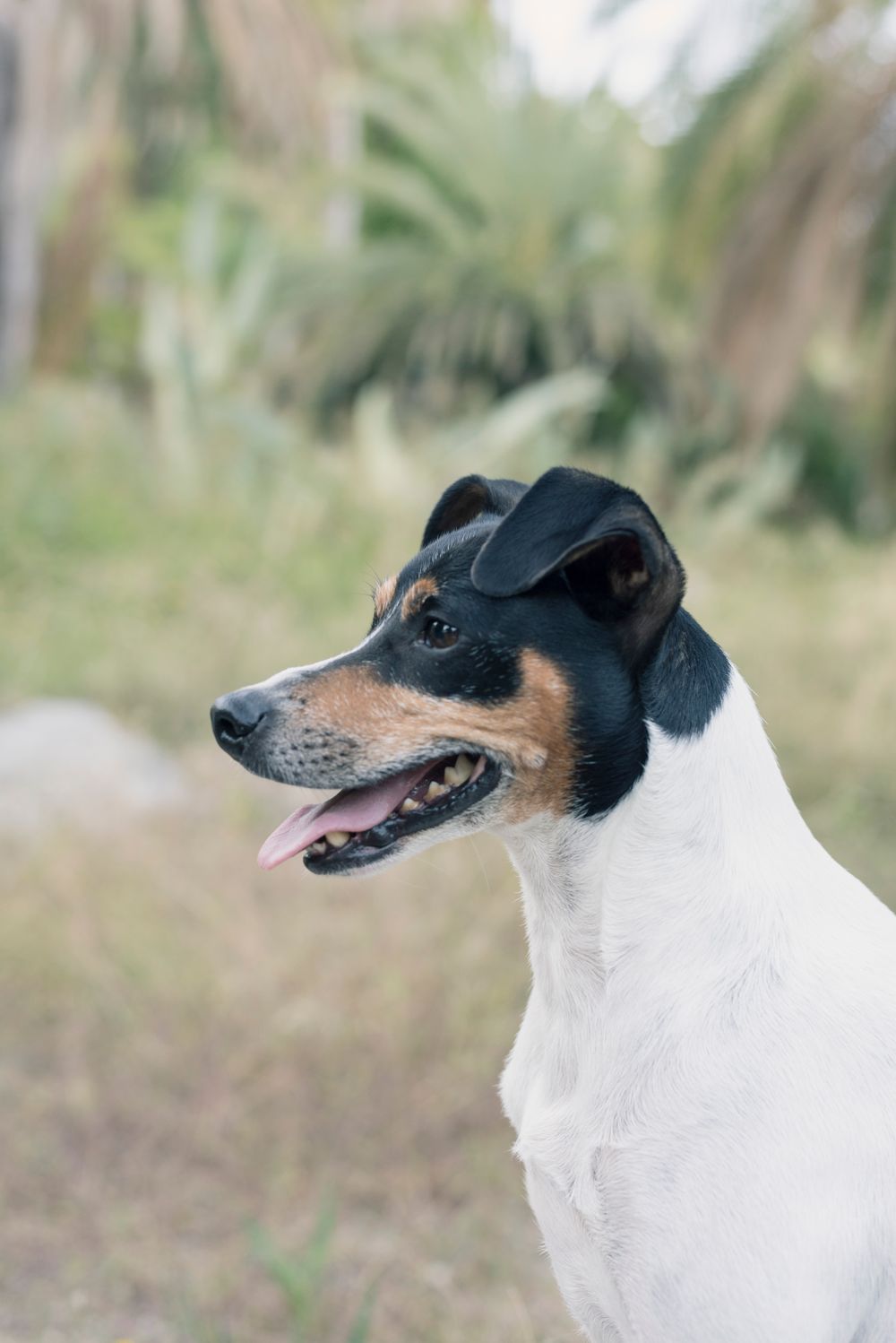 Smooth Fox Terrier, photo 3