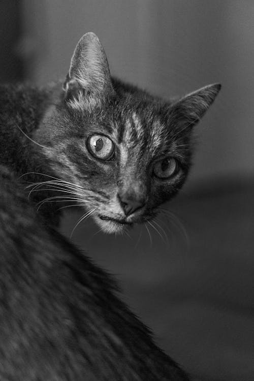 Grayscale Photography of Tabby Cat